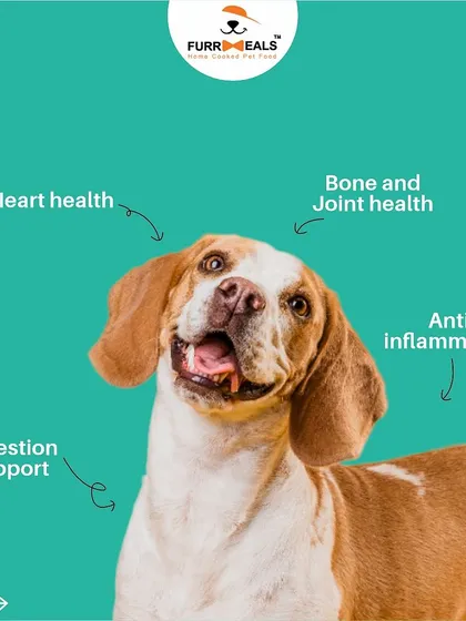 This extensive library of educational content covers everything a pet parent needs to know, from the benefits of turmeric and moringa to tips for hydration, sleep, dental health, and raising a new puppy.