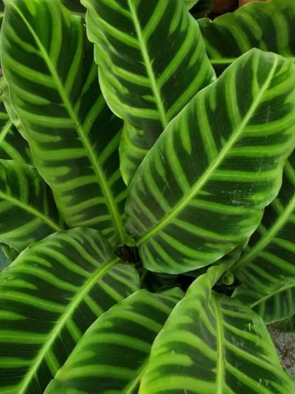 A close-up of the stunning striped leaves of a Calathea Zebrina, or Zebra Plant. This prayer plant is famous for its decorative foliage and is a great addition to any collection.