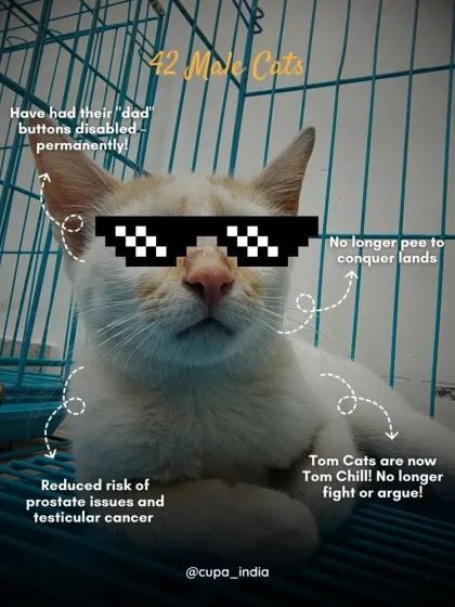 Cupa - Spay/Neuter & Animal Birth Control Our Cat Sterilization Program (TNR) photo 18