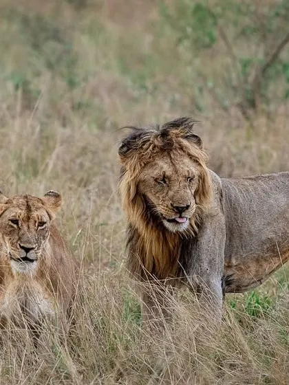 The same pair of lions, showing the typical dynamic of a male following a female during her estrus cycle. Documenting these behaviors provides insight into their social and reproductive lives.