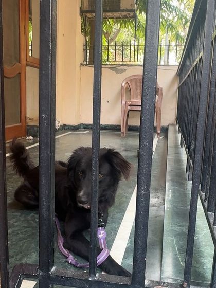 Another photo of Kallu, the missing dog from Jasola Vihar, seen here behind a gate in his familiar territory. These images are crucial for helping residents identify him.