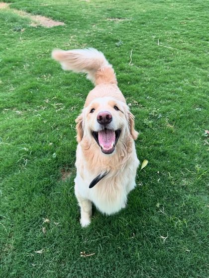 That happy, tongue-out smile is what I strive for every day. This Golden Retriever is clearly having a great time.