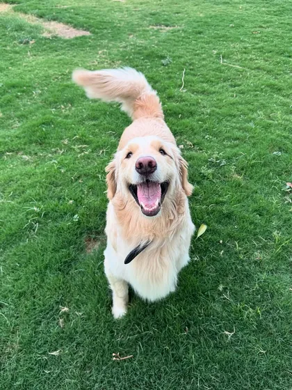 That happy, tongue-out smile is what I strive for every day. This Golden Retriever is clearly having a great time.