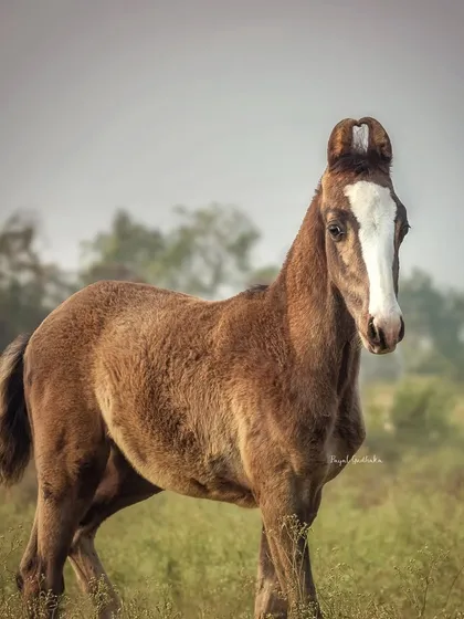 A portrait of a young Kathiawadi colt, showcasing the breed's unique heart-shaped, curling ears. My passion lies in documenting the heritage and distinct beauty of indigenous Indian horse breeds.