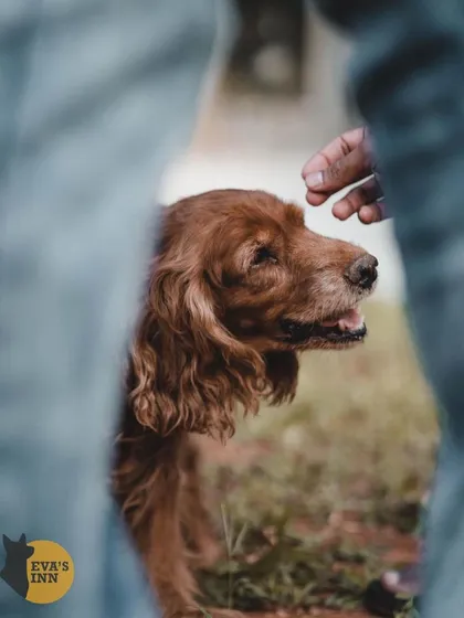 A gentle pat for Roxie the Cocker Spaniel. These small moments of connection are what make my inn a true home away from home for your pet.