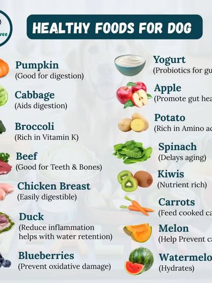 Just as important as what not to feed them is what you can. Here is a list of healthy foods like pumpkin, carrots, and blueberries that are great for your dog's diet.