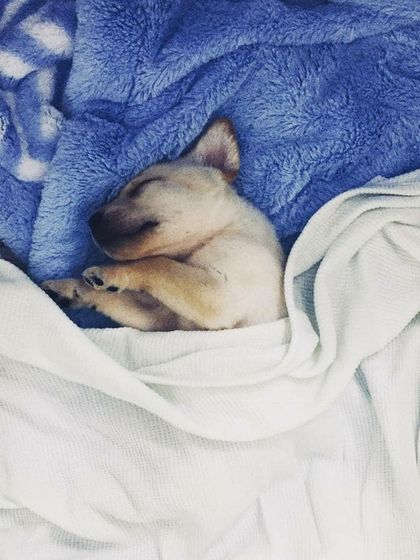 Petspace - Dog Boarding Our Pack Through the Years photo 4