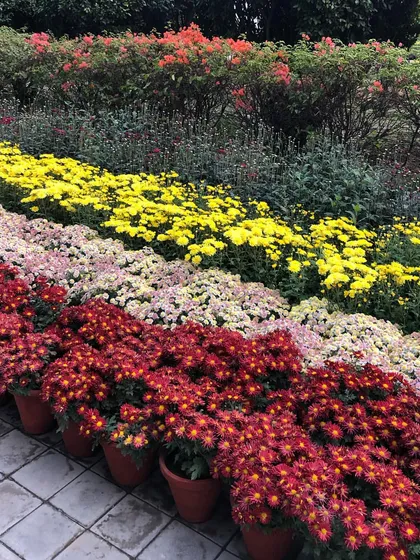 I offer a huge variety of seasonal flowering plants. These rows of Guldavari, also known as Chrysanthemums, are ready for delivery, perfect for adding vibrant, long-lasting color to garden beds, pots, and landscapes.