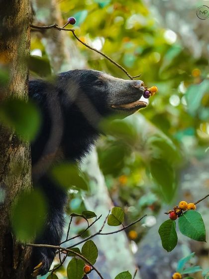 A duplicate of image 95, capturing the bear's focus as it enjoys its meal.