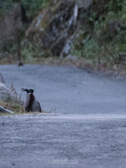 Himalayan Birding Expeditions photo 9