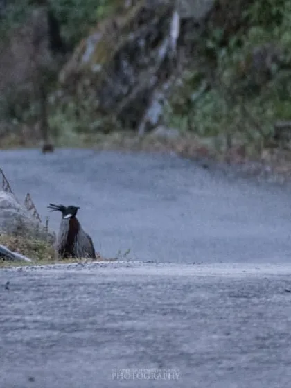 A wide shot showing a Koklass Pheasant on a mountain road, giving a sense of the environment where these beautiful birds can be found.