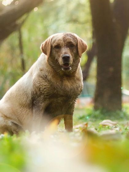 Sniff Stories - Pet Videography Paws, Splashes, and Muddy Noses photo 12
