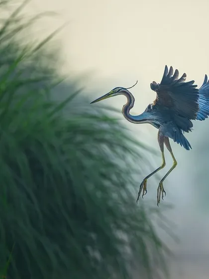 The Dhanuri wetlands are a haven for birds, and the purple heron is one of its most elegant residents. I captured this one in a dynamic landing pose, with its wings spread wide and its unique colors on full display. This action shot highlights the bird's grace and the vibrant life of the wetlands.