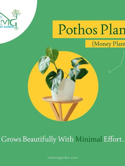 Make My Garden - Nursery & Gardening Store (Retail) Indoor & Air Purifying Plants photo 4