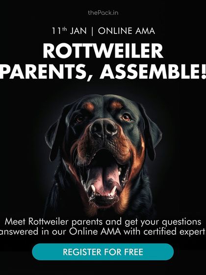 Garima Tomar - Dog Training & Behavior Consultation Online Workshops & Consultations photo 4