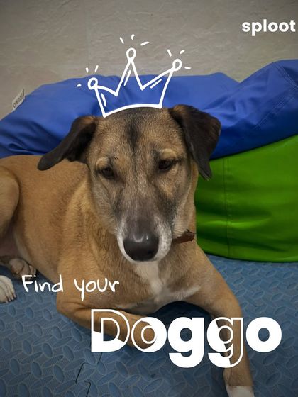 Step 2: Find your doggo and get their attention. Make sure you're in a calm environment with minimal distractions.