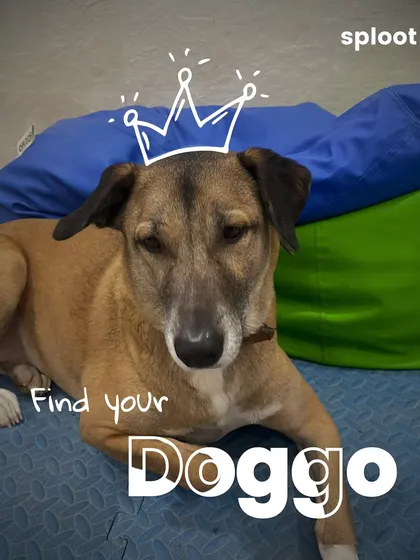 Step 2: Find your doggo and get their attention. Make sure you're in a calm environment with minimal distractions.