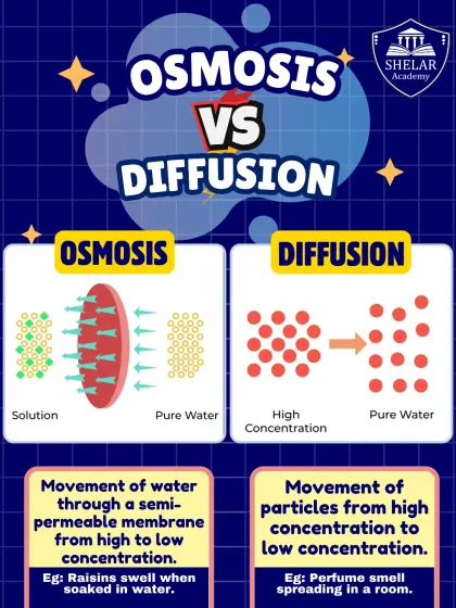 What is the difference between Osmosis and Diffusion? This simple visual explainer clarifies the two processes, showing the movement of water versus the movement of particles, with easy-to-remember examples.