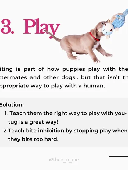 Is your puppy biting you constantly? It's a normal behavior with many causes, from teething pain to lack of sleep. This guide explains the six main reasons for puppy biting and provides practical, force-free solutions for each.