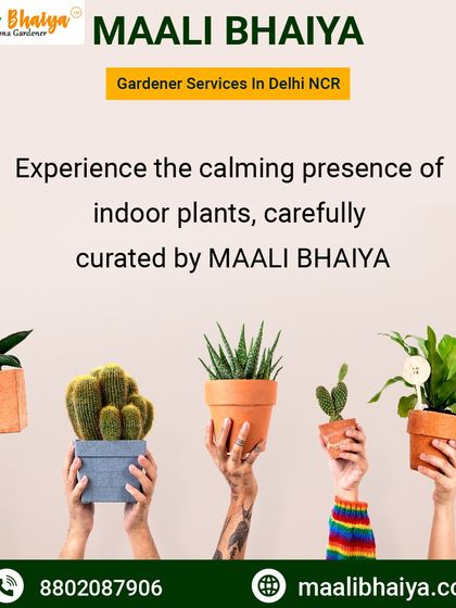 Experience the calming effect of having a variety of indoor plants around you. We carefully curate a selection of plants, from cacti to leafy greens, to create your own personal green sanctuary at home.