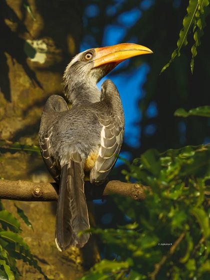 A Malabar Gray Hornbill looks over its shoulder, its large yellow beak and unique casque on full display. This is a striking portrait of a species endemic to the Western Ghats.