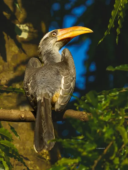 A Malabar Gray Hornbill looks over its shoulder, its large yellow beak and unique casque on full display. This is a striking portrait of a species endemic to the Western Ghats.