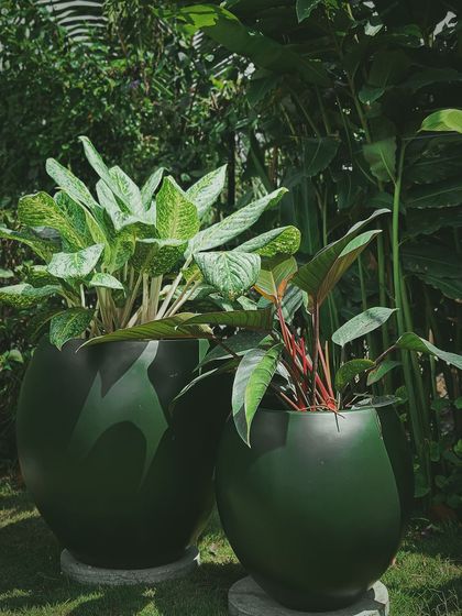 Make My Garden - Nursery & Gardening Store (Retail) Pots, Planters & Garden Decor photo 11