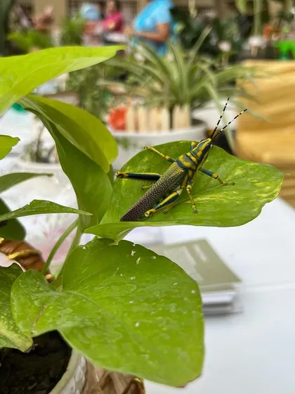 When we design a garden, we invite nature in. This painted grasshopper, a welcome visitor, is a sign of a healthy, thriving ecosystem. We use pollinator-friendly plants to ensure your garden is buzzing with life.