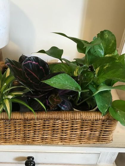 A simple wicker basket holding a mix of easy-care indoor plants like Pothos and Dracaena. It's an easy way to group plants together for a fuller look and to make watering easier.