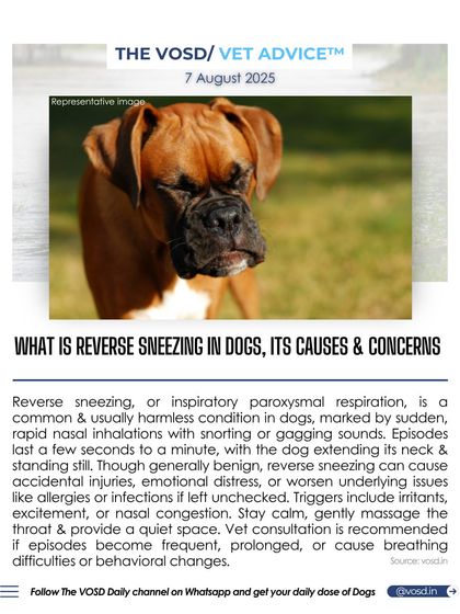 Have you ever seen your dog make sudden, rapid snorting sounds? It might be reverse sneezing, a common and usually harmless condition. I explain the causes and when you should consult a vet.