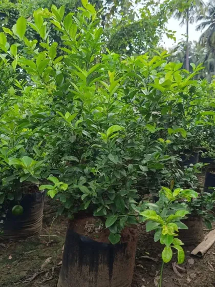 A close-up of a lush, green lemon tree in a grow bag, showing its healthy foliage.
