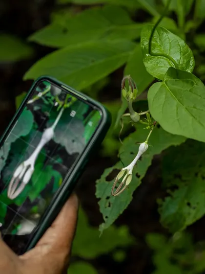 Documenting an endemic Ceropegia Vincifolia flower in the Western Ghats. This unique plant traps insects for pollination, not to eat them. Nature is full of such amazing stories.