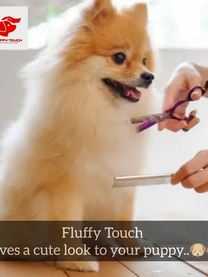 Giving a cute look to this Pomeranian puppy. I am extra gentle with puppies to make sure they have a positive grooming experience.