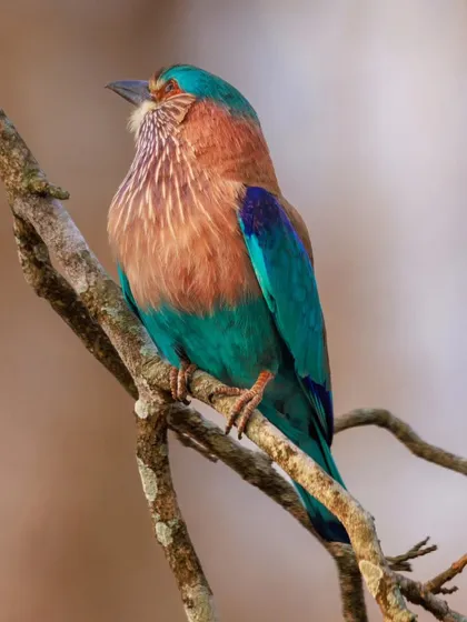 The Indian Roller is considered a good omen in many parts of India. Sighting this bird is always a delight.