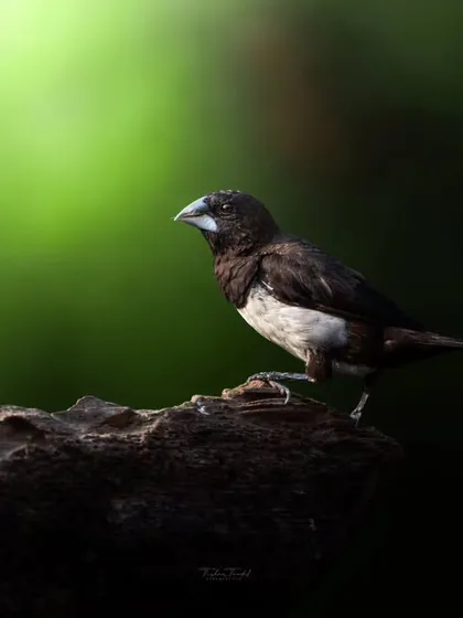 A white-rumped munia perches on a log, illuminated by a soft light against a dark background. This shot highlights the simple, understated beauty of this small bird.