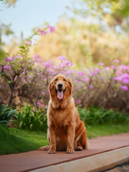 Rohit - Family & Pet Photography Outdoor Adventures photo 17