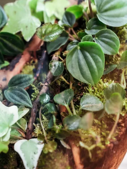 A close-up of the varied foliage inside the apothecary jar. The mix of peperomia and ivy creates a rich, textured look.