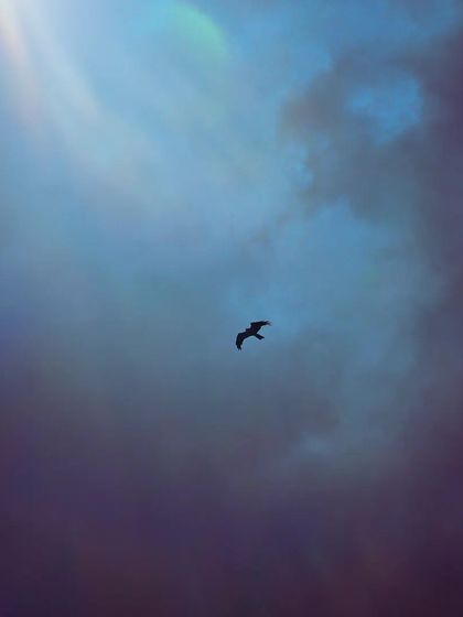 Lalith - Wildlife & Nature Photography Wings in Motion photo 25