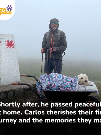 PawSpace - Pet Boarding & Sitting More Than Just a Service: Our Beliefs photo 9