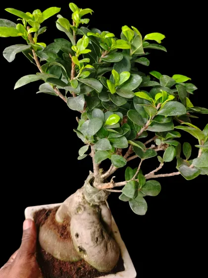 This is a Ficus Bonsai, a popular choice for an indoor plant that helps purify the air. We can help you select the right bonsai and teach you how to care for it.