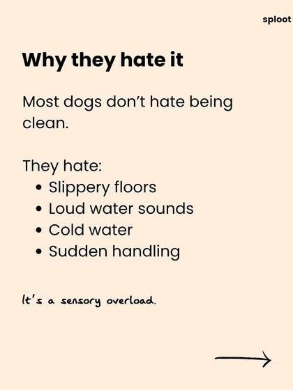 Why do they hate it? Think slippery floors, loud water sounds, cold water, and sudden handling. For many dogs, it's an overwhelming sensory experience.