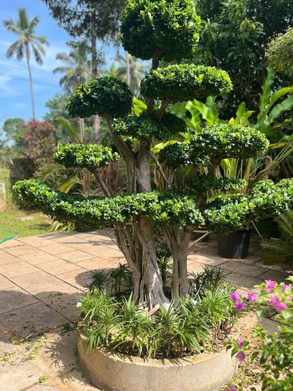 Rakshith Landscaping - Landscape Design & Installation Plant & Tree Supply photo 4