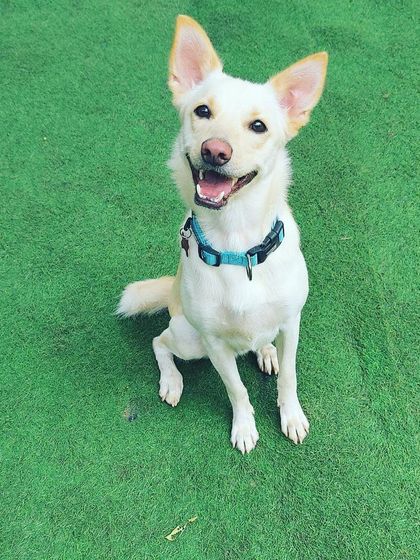 Becky's Bow Wow House - Dog Daycare Happy Faces & Close-Ups photo 34