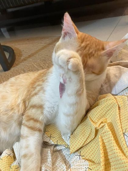 A playful moment with Tingmo. He would make an ideal companion for a family or even another lonely cat. He is super friendly and loves to play.