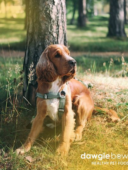 Choosing healthy food for our furry friends is an act of love. This thoughtful-looking cocker spaniel enjoying a moment in nature reminds me of the deep bond we share with our pets.