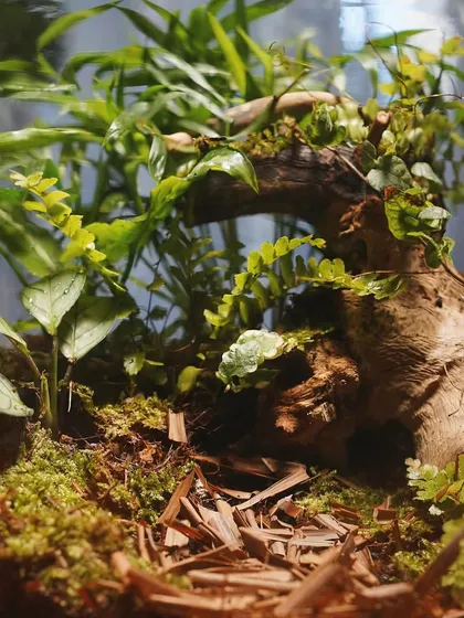 Another view of the 'Through The Forest' terrarium, showing the layers of wood chips, soil, and lush plants. These pieces are not just beautiful, they also help reduce stress.