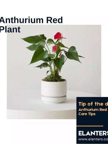 Expert Plant Care & Tips photo 54