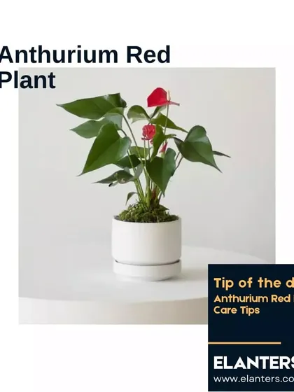 The Anthurium, with its bright, heart-shaped flowers, is a stunning plant. I'll share my tips for encouraging it to bloom and thrive.