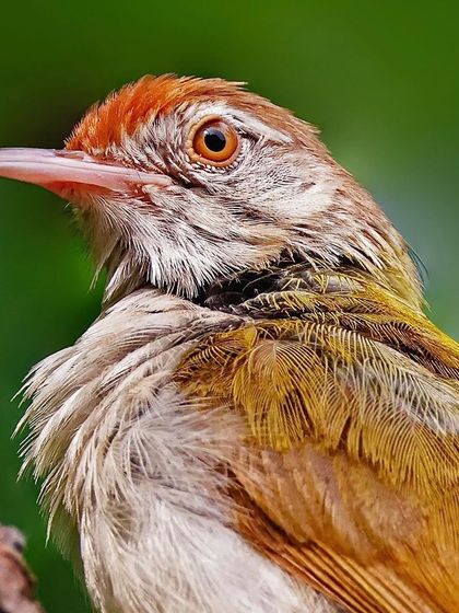 A macro view of a Common Tailorbird's head. The fine, hair-like feathers on its chest, the warm rufous cap, and the intelligent glint in its eye are all visible in this incredibly detailed shot.
