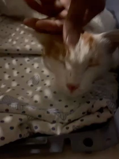 Lily enjoying a gentle head scratch. She was an indoor-outdoor cat whose parents needed a completely secure space for her, which I was happy to provide.